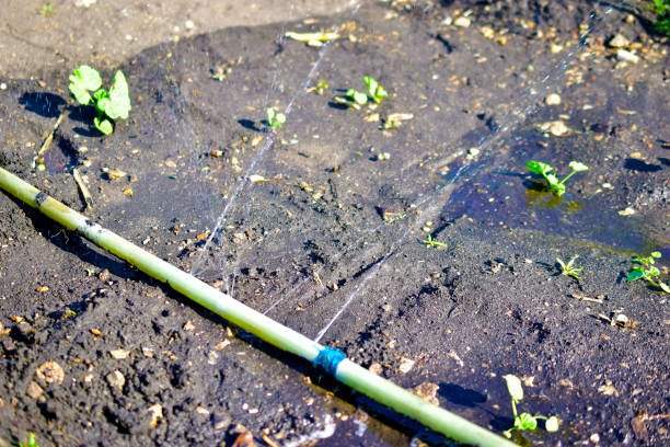 istock Garden watering with water from a hose and a water Sprinter 1257466749