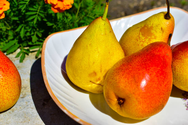 istock Yellow and red pears on a plate in the summer in the greenery 1257467920