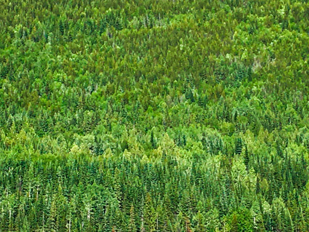 istock Full Frame Green Forest Trees Environment Landscape Sustainable Resources 1257468581
