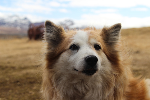 Close-up portrait of an Icelandic sheepdog on a remote farm in Iceland.