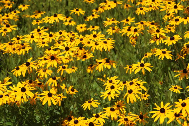 istock Field of flowers 1257470100