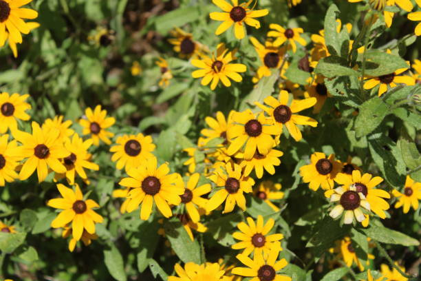 istock Stop and smell the flowers 1257470226