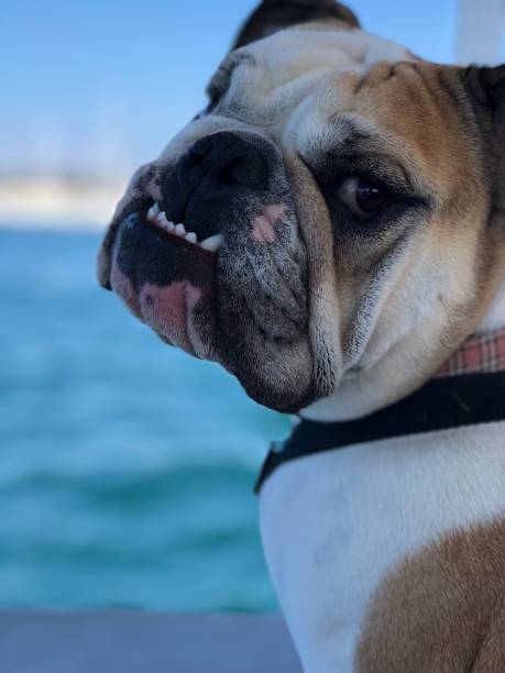 istock English Bulldog 1257470351
