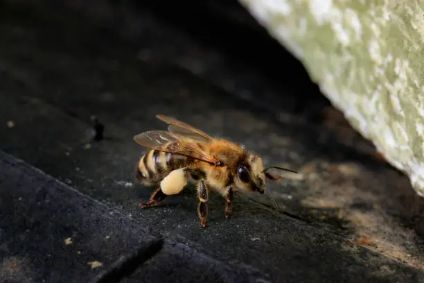 Honey bee brought linden pollen to the hive. Apis mellifera carnica against a dark background at the entrance to the hive. Beautiful macro photo of a European working bee with pollen