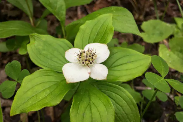 Vector illustration of Bunchberry White Wildflower Plant In Canada Forest