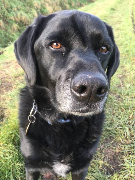 istock Waiting for his treat 1257474034