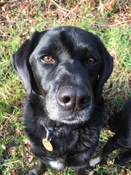 istock Waiting for his treat 1257474053