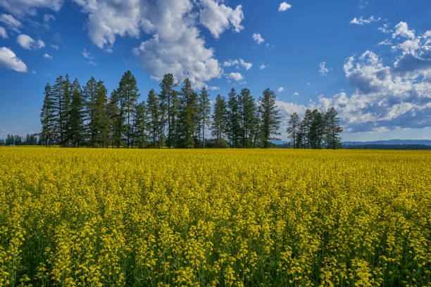field of canola flowers near the beautiful natural scenery of glacier national park's lake mcdonald area during the summer in montana, usa. - montana mountain mcdonald lake us glacier national park imagens e fotografias de stock