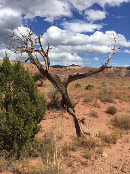 istock New Mexico Landscape 1257475489