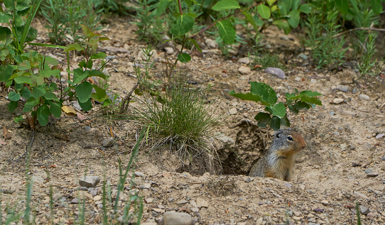 Wild Colombian Ground Squirrels in beautiful natural scenery of Glacier National Park's Avalanche Lake Area in Montana, USA.