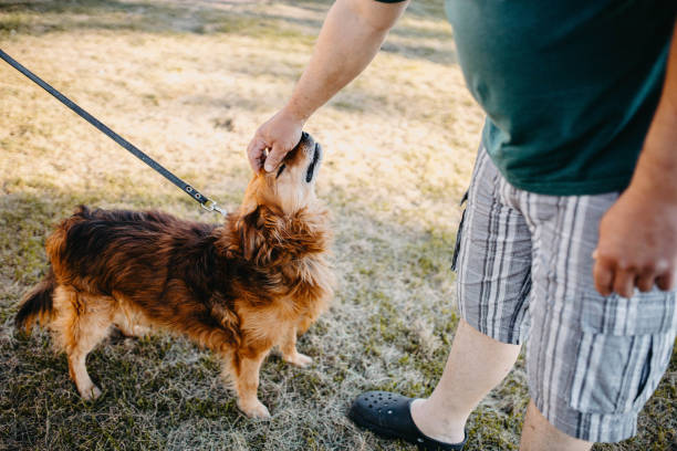 istock redhead dog for a walk in summer, pet training. 1257476278