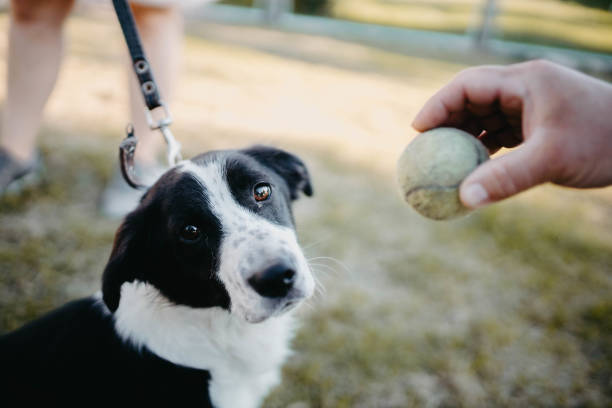 istock dog on a leash is training for a walk in the summer. 1257476308