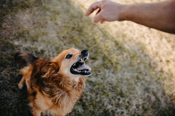 istock aggressive ginger dog get angry and bares his teeth 1257476336