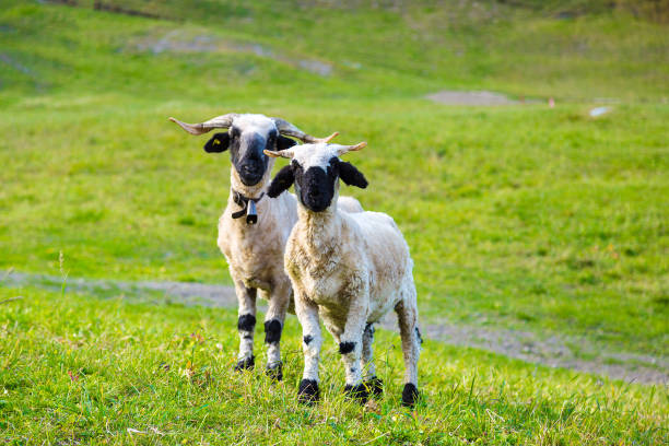 istock Valais blacknose sheep in  Alps 1257476984