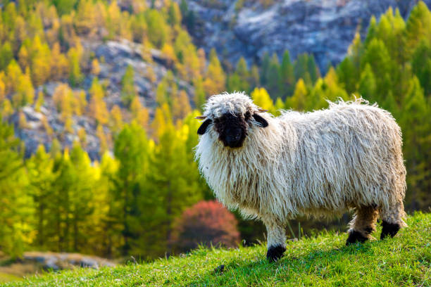 ovejas de nariz negra del valais en los alpes - mountain famous place livestock herd fotografías e imágenes de stock