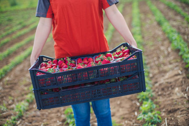 istock One crate for me and another one... for me! 1257482129