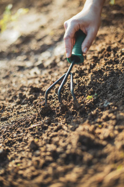 Raking thoroughly A photo taken from high angle. A person's hand is using the gardening mini rake to plow the soil carefully. Vertical composition (mobile phone orientation). garden fork stock pictures, royalty-free photos & images