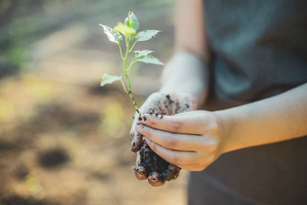 istock New life welcomed by the Sun 1257482148
