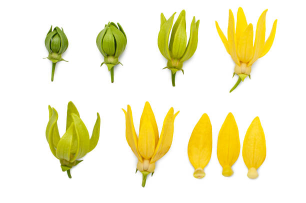 Yellow aroma flower Ylang Ylang or Ilang ilang (Cananga odorata). Fragrance flower for extract aromatherapy essential oil. Yellow aroma flower Ylang Ylang or Ilang ilang (Cananga odorata). Fragrance flower for extract aromatherapy essential oil. ylang ylang stock pictures, royalty-free photos & images