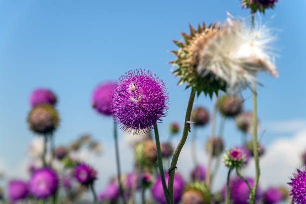 istock Meadow with flowering milk thistle 1257483153
