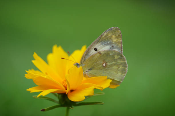 butterfly on flower - lycaena phlaeas imagens e fotografias de stock