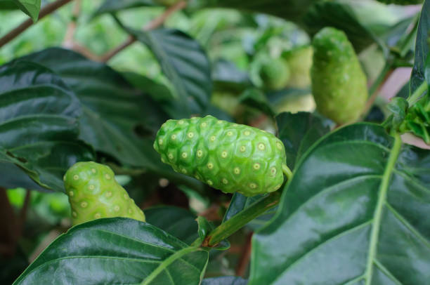 istock Noni fruit or Morinda Citrifolia on tree. 1257483346