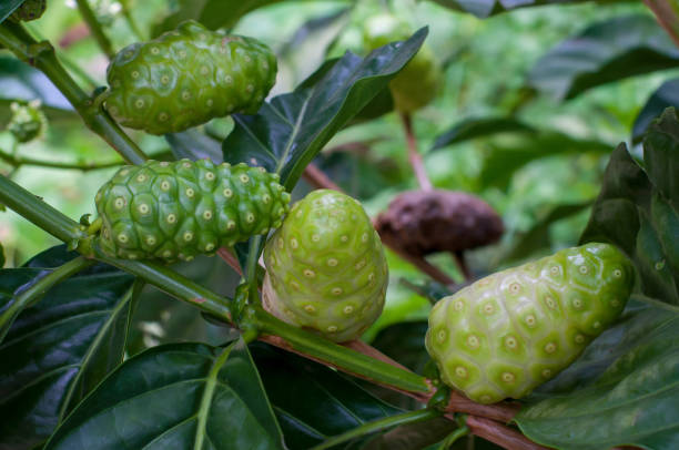 istock Noni fruit or Morinda Citrifolia on tree. 1257483351