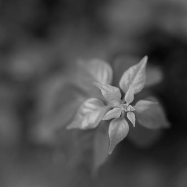 istock Flowers and plants in India 1257485348