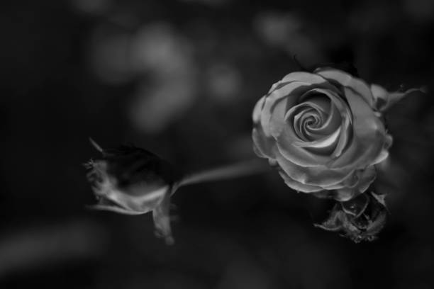 istock Flowers and plants in India 1257485350