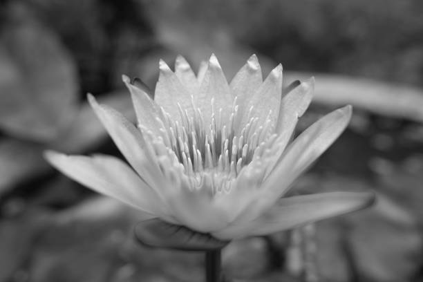 istock Lotus flower in india 1257485384