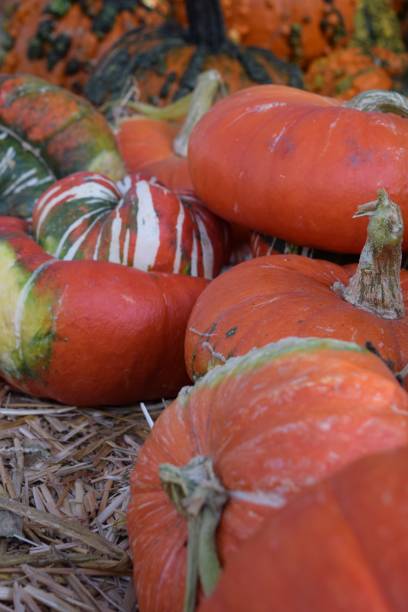 istock Striped gourds close up 1257485836