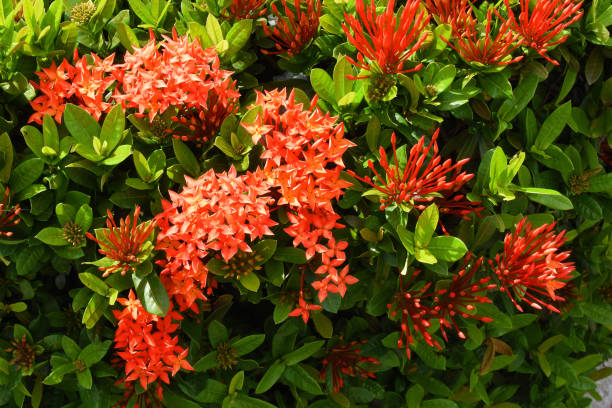 istock Red Frangipani, Phrae, Thailand 1257486656