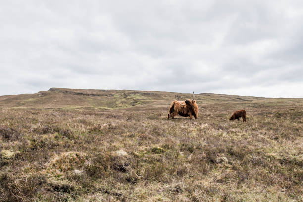 istock Scottish Highlands, Scotland 1257486707