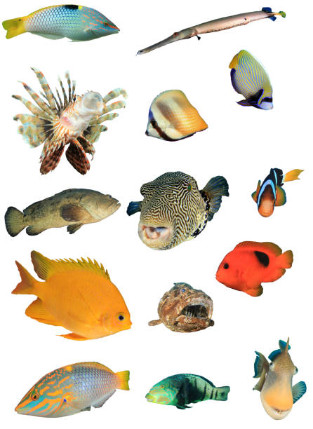 Reef fish isolated on white background Variety of tropical saltwater fish from the Indian and Pacific Ocean and Red Sea, cut out on white background humphead wrasse stock pictures, royalty-free photos & images
