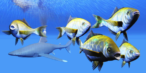 istock Whitetip Shark hunts Rubberlip Sea perch 1257487901