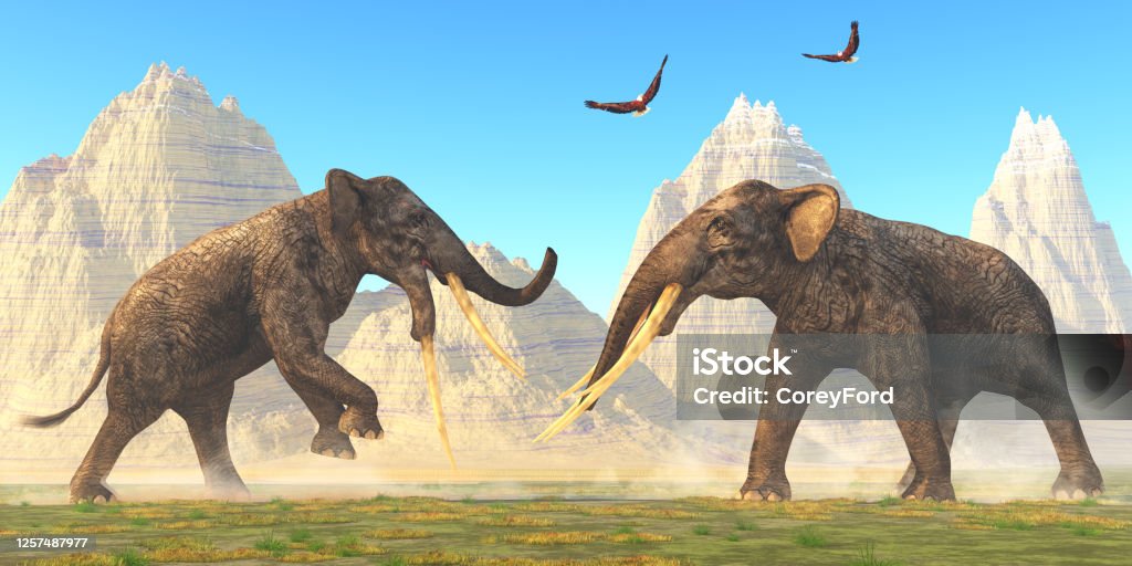 Stegotetrabelodon Bulls Fight Two bull Stegotetrabelodon fight each other for mating rights in the herd during the Miocene Period. Miocene Stock Photo