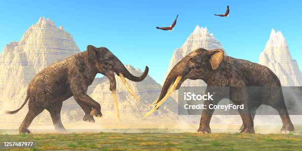 Stegotetrabelodon Bulls Fight Stock Photo - Download Image Now - Miocene, Elephant, Bull - Animal