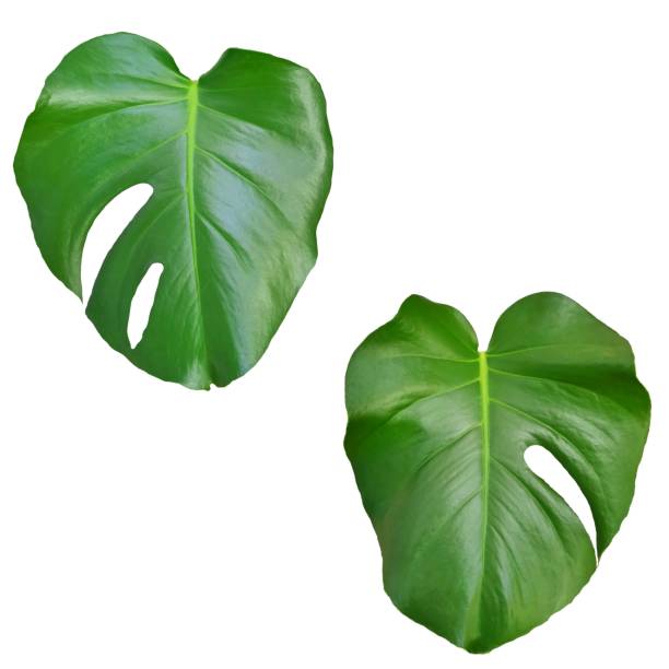 istock Green leaves pattern, collection leaf monstera isolated on white background 1257488952