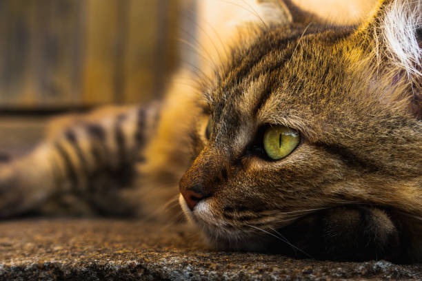 The queen of Winx. A cat looking at the camera and taking a shower of sun. mixed breed cat stock pictures, royalty-free photos & images