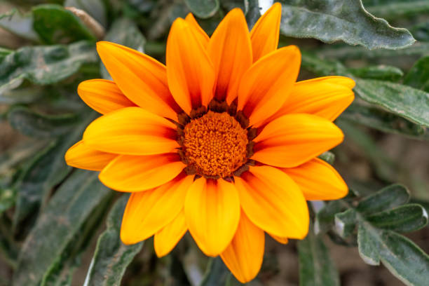 belle fleur de gazania linéaris fleur dans le jour lumineux. - central focus photos et images de collection