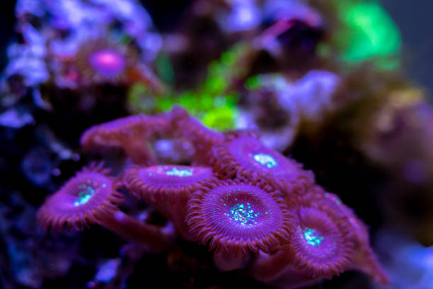 istock Macro shot on soft zoanthus polyps colony - Magician Palithoa 1257490286