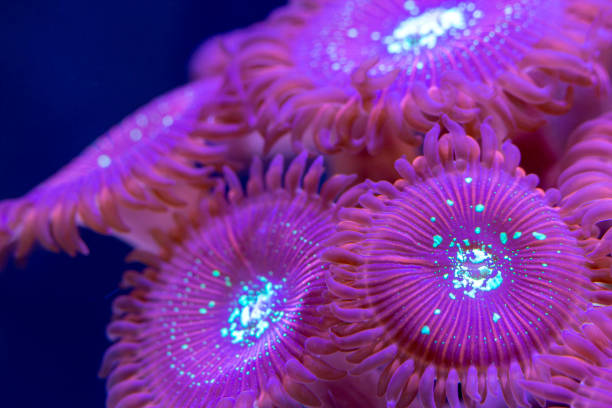 istock Macro shot on soft zoanthus polyps colony - Magician Palithoa 1257490416