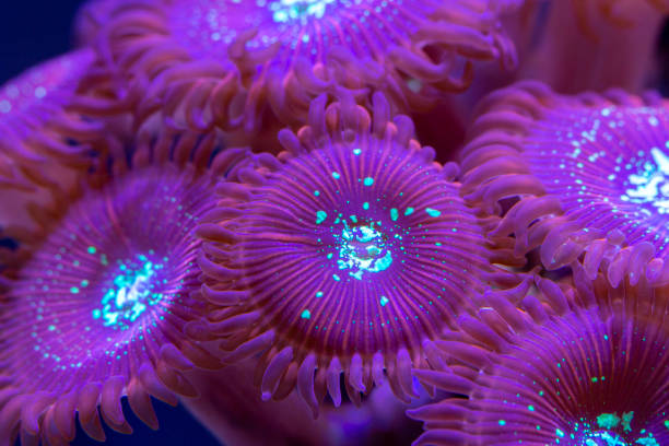 istock Macro shot on soft zoanthus polyps colony - Magician Palithoa 1257490443