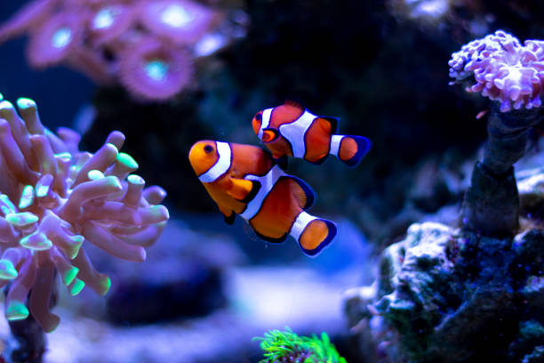 clownfische schwimmen im aquariumtank - symbiose stock-fotos und bilder