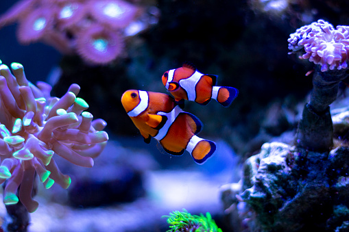 Mandarin fishes inhabit shallow protected lagoons and inshore reefs. They occur in the Western Pacific from Ryukyu Islands to Australia, usually in small groups spread over small area in a depth range from 1-18m, max. length 7cm. \nMandarinfish do not have scales, but a mucus layer for protection. It is not only a stinky slime they produce, but they also secrete a toxin to protect them against predators. Their dramatic colouration, known as aposematism, is a warning: unpalatability and toxicity - both prey and predator get to live longer. \nThe couples perform an extraordinary courtship dance at dusk. Females gather at the reef, judging if a male is worthy. A male who has successfully courted a lady attaches to her at the pelvic fin. Then the pair swim up from the reef towards the waters surface, releasing a cloud of sperm and around 200 eggs smaller than 1mm. \nThis specimen is a male: The presence of an elongated spine at the front of the first dorsal fin of males is distinctive. Females will not have this spike and will have a rounded first dorsal fin instead. In this case, there was a female too, but she didn't make it into the photo.\nBanda Neira Island, Indonesia, \n4°30'40.842 S 129°53'19.71 E at 1.5m depth