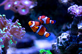 Clownfish swimming in aquarium tank