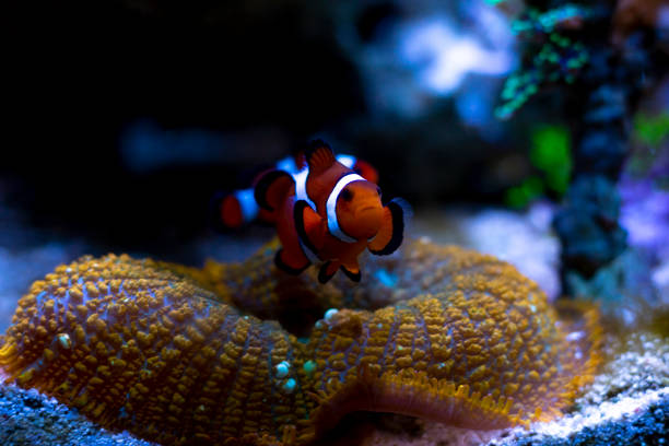 Clownfish in aquarium