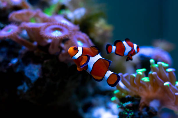 istock Clownfish swimming in aquarium tank 1257490564