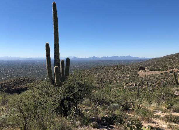 istock Saquaro National Park Tucson 1257490624