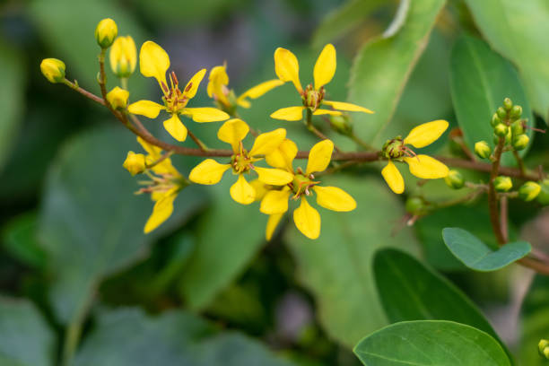 istock Beautiful yellow flower over green blur background 1257491173